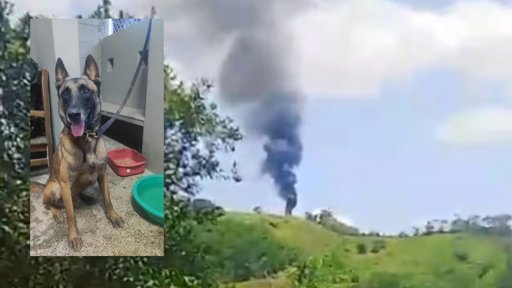 El milagroso regreso de Telmo, el perro antiexplosivos que se creía muerto en Amalfi