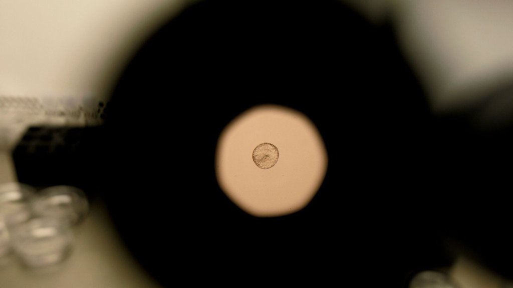 Captura inédita de la implantación de un embrión humano revoluciona la biología reproductiva
